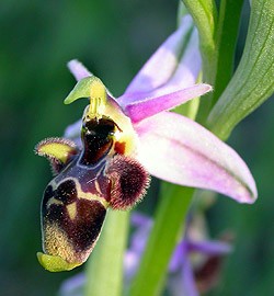 Woodcock Ophrys a - Ophrys scolopax © John Muddeman